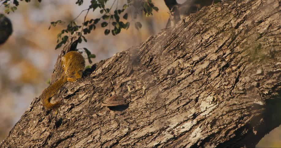 A squirrel over a tree cleaning itself