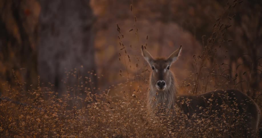 Waterbuck stands on the forest looking at the camera