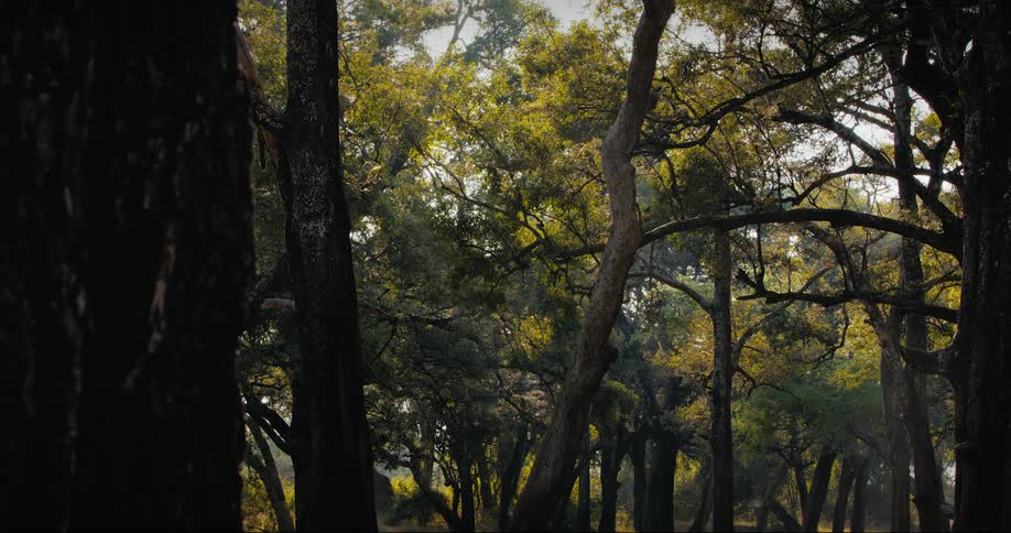 A grove of trees in a national park nature preserve with sunlight streaming through to the ground