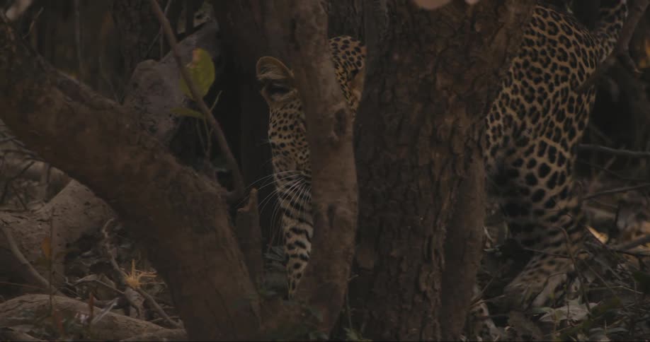 A leopard walking in the forest