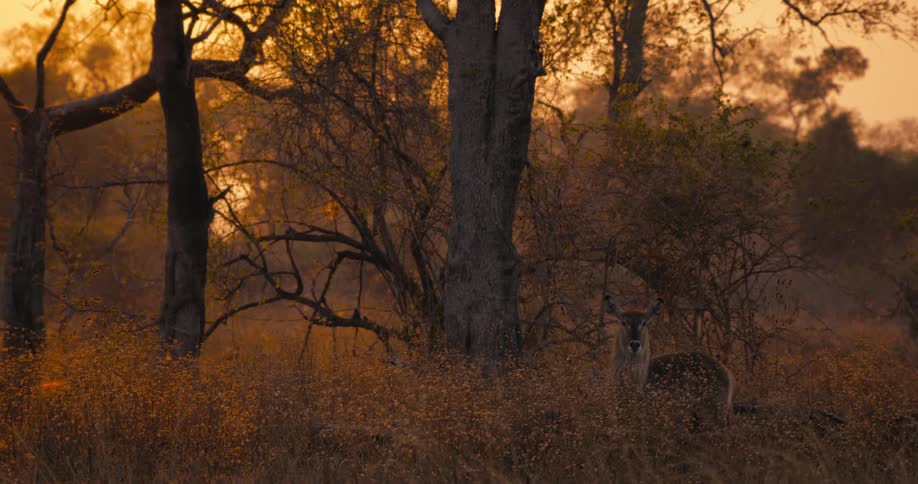 A waterbuck standing in the jungle during dawn