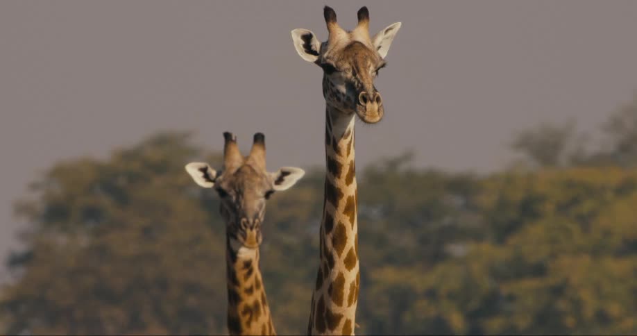 An head shot of two giraffes