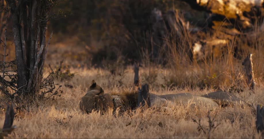 A pride of lions resting in the savanna grassland