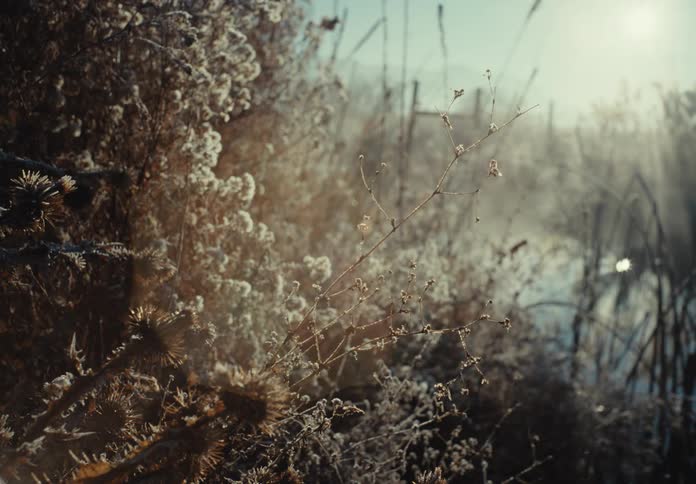 Wisps of fog float across thorny wildflowers on a cold day