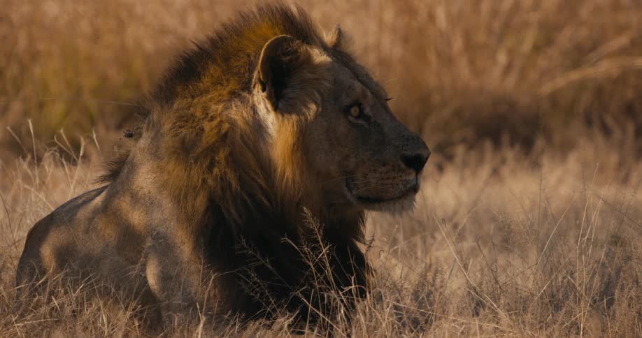 A lion is sitting in the grass