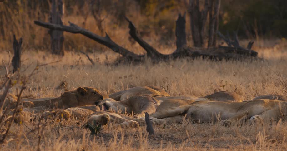 A pride of lions resting in the savanna at sunset