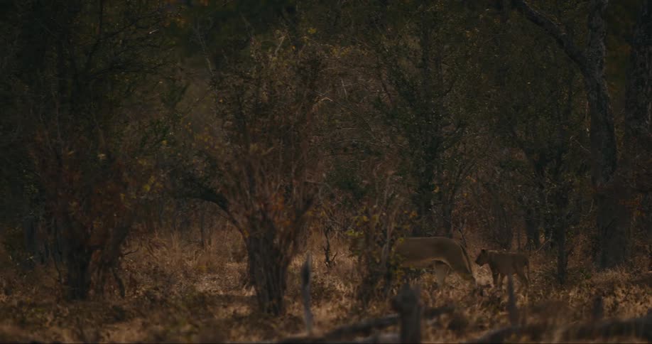 A lioness and her cub walk through the jungle during the day