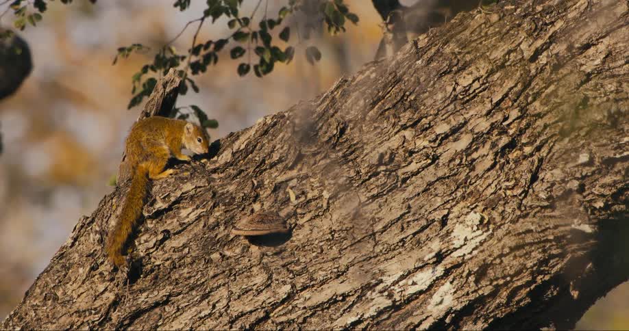 A squirrel scratching and cleaning itself on a tree