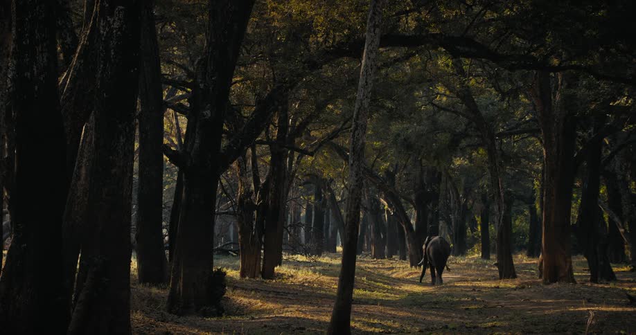 An elephant in the forest