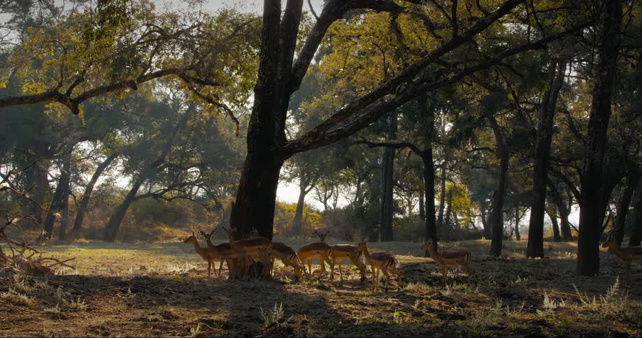A herd of impala are standing in the woods