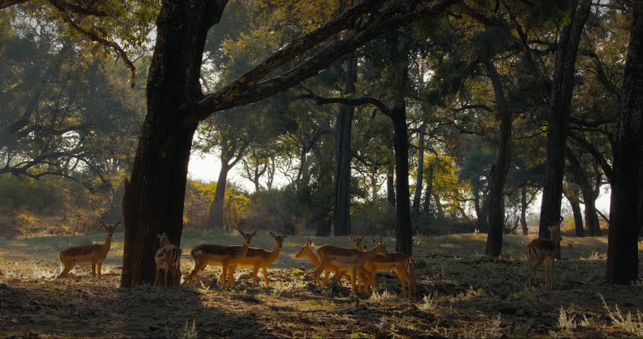 A herd of impala grazing on safari in the morning