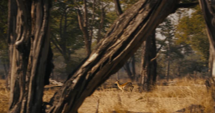 A clip of an antelope running in the jungle