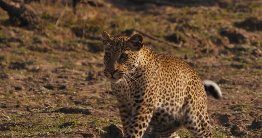 The leopard is walking on the field