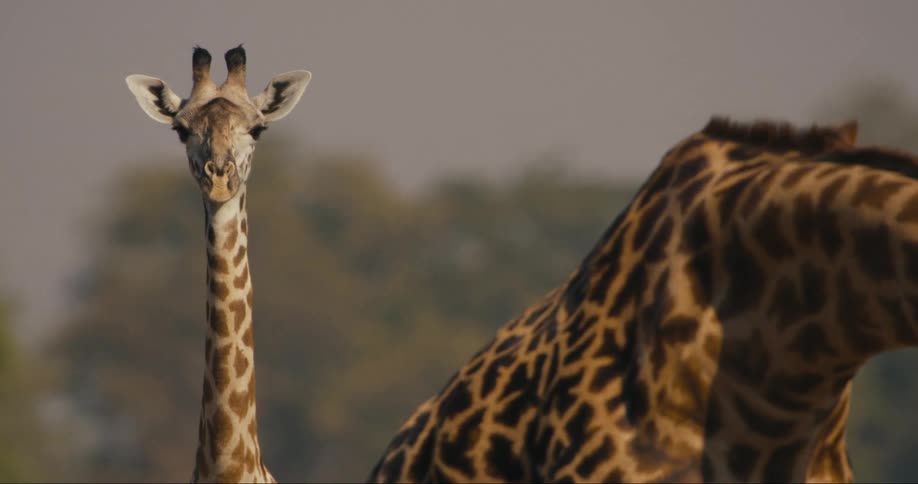 Giraffe in the african savanna looking at the camera