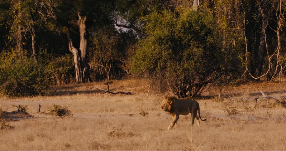 A lion walks from the trees