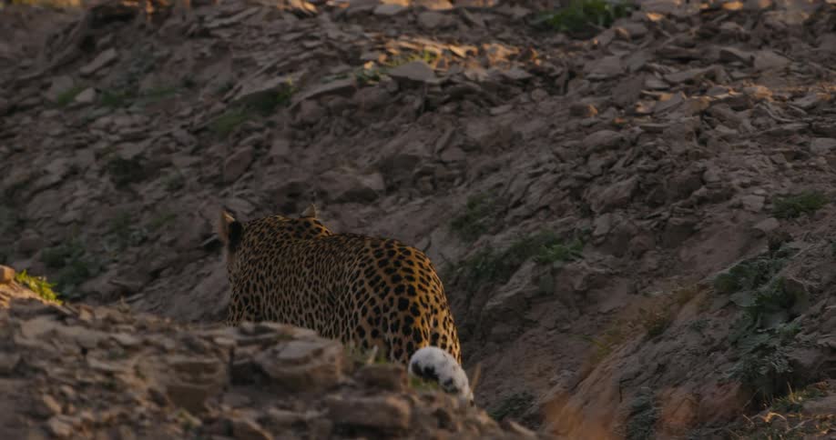 The leopard walks around