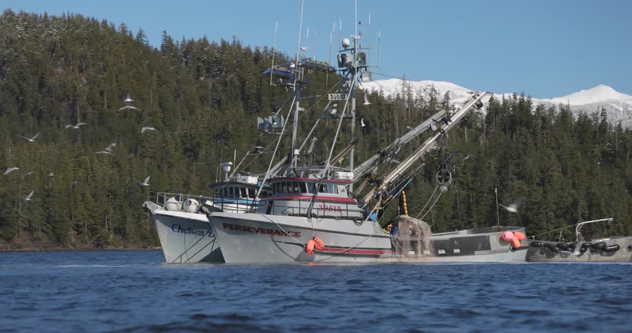 Seagulls flying around a fishing boat near the coast