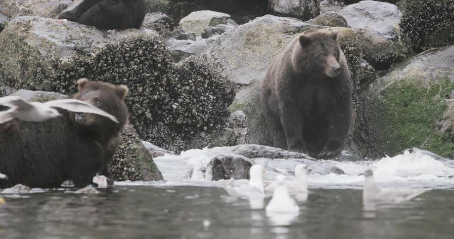 Bears fishing on a river filled with seagulls in the Tongass National Forest Alaska