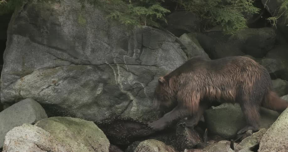 A brown bear walking on large rocks in the Tongass National Forest Alaska