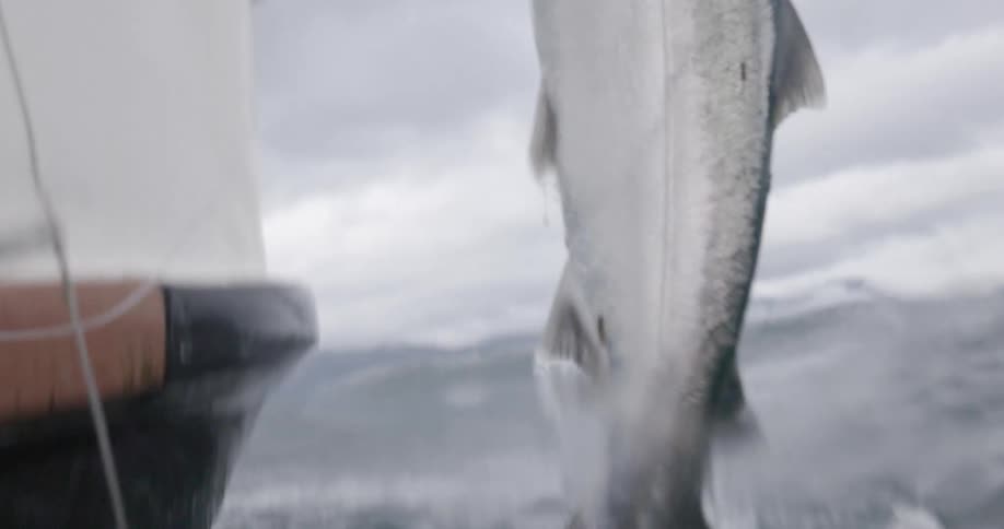 A fisherman pulls a salmon into the boat