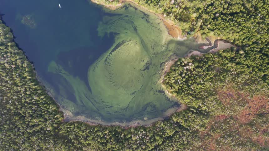 Aerial view of an estuary in the Tongass National Forest Alaska