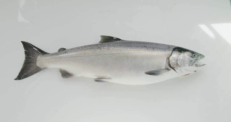 A salmon in a cooler during the day