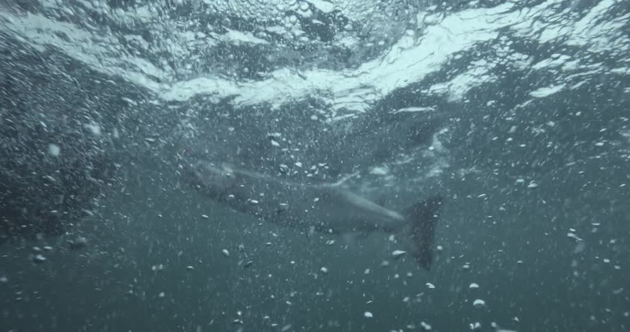A salmon is caught on the hook