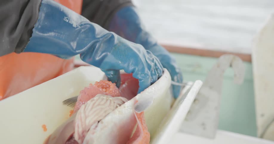 Person on boat slices and cleans fish