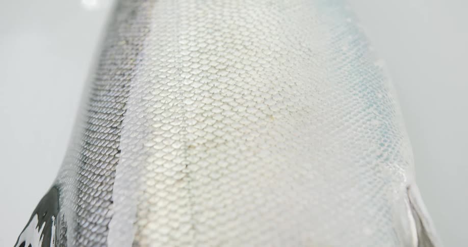 A freshly caught salmon is kept moist with flowing water as its on a white surface
