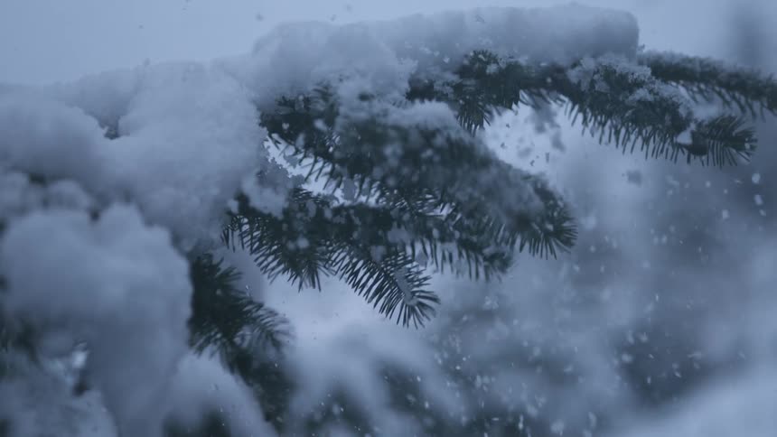 A runner brushing past a snow covered plant during a cold day