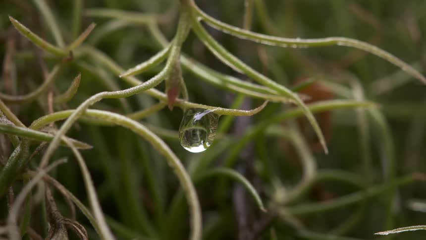 Closeup of a drop of water among the plants