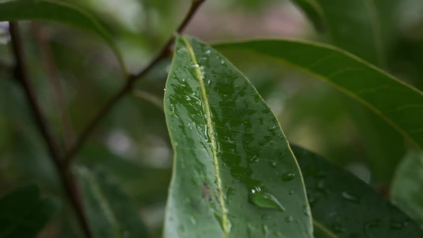 Rain droplets on green leaf