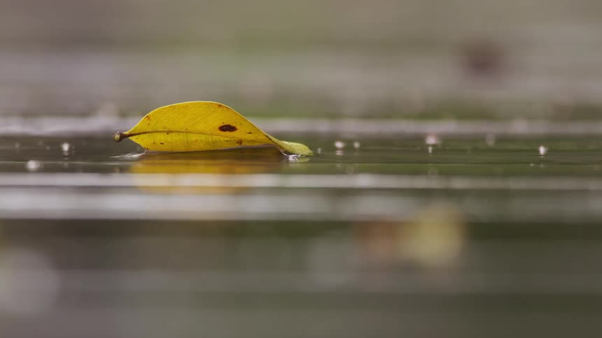 Close up of a yellow leaf in the ground under the rain