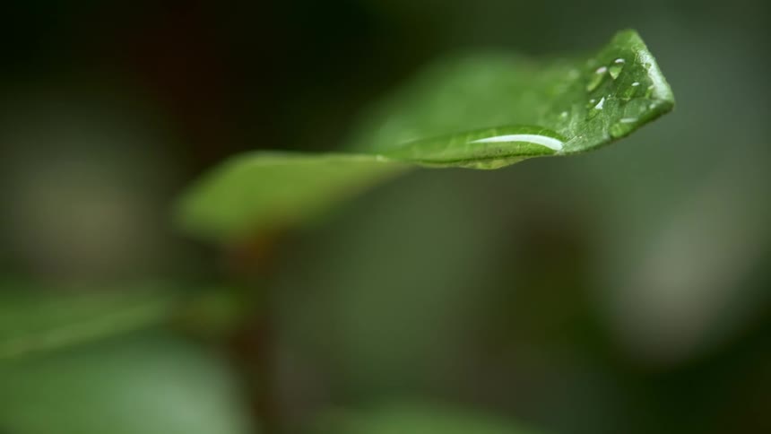 Water droplet falling and splashing on a green plant leaf