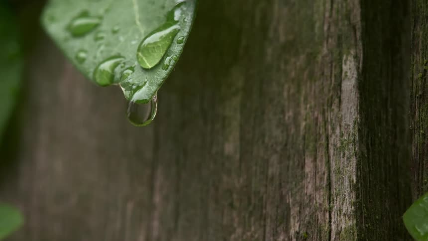 Water droplets roll off leaf