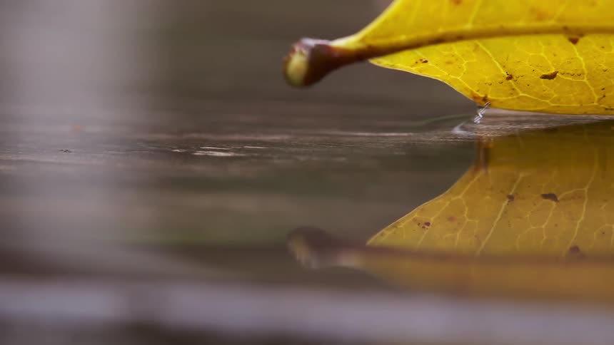 Yellow leaf on a puddle