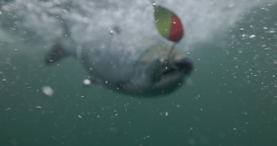 salmon on a fishing hook underwater