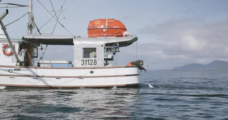A fisherman hauls a large salmon onto a commercial fishing boat