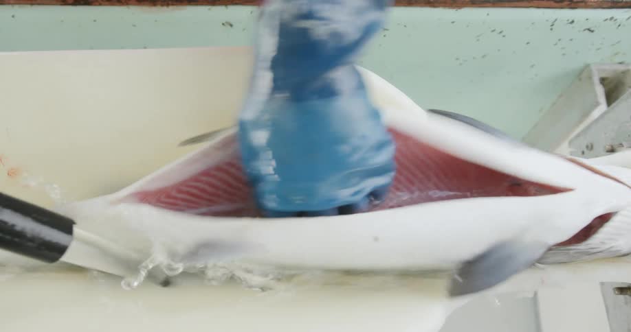 A person wearing gloves and cleaning a salmon
