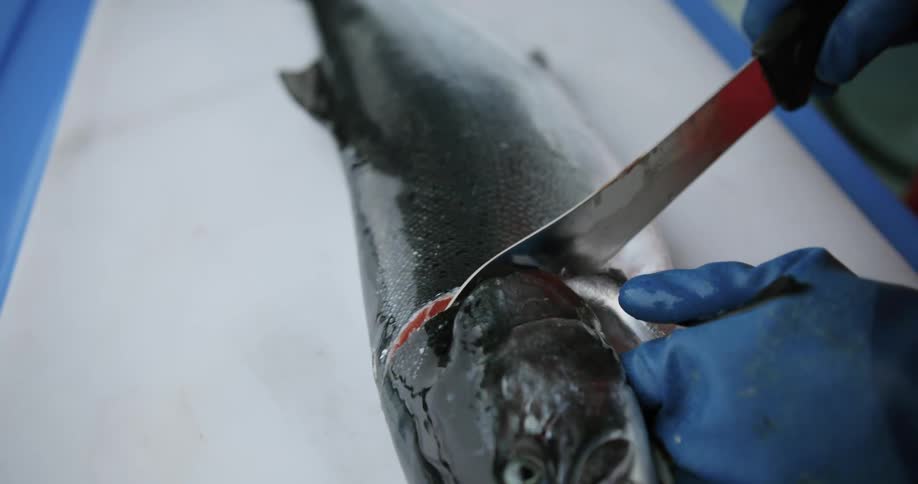 A person is cutting a salmon