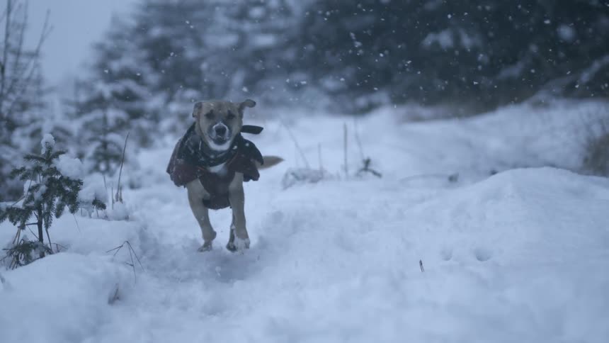 Cute small dog wearing winter clothes running in the snow