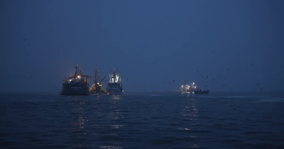 Birds fly around the ships