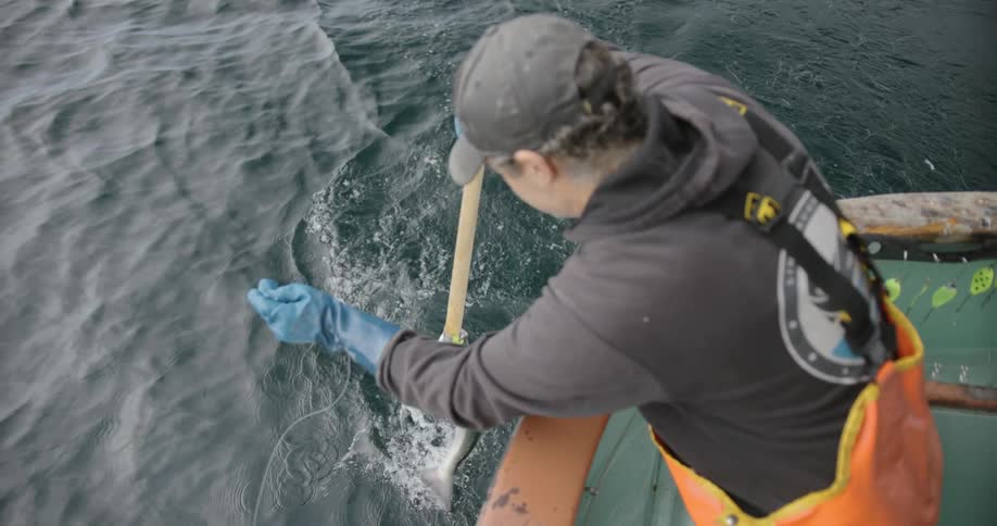 A man hauling a large salmon aboard boat