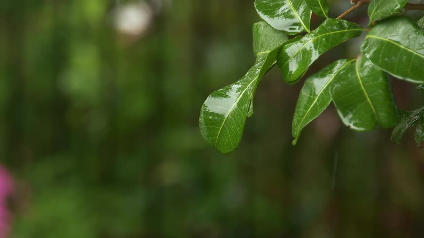 Raindrops fall over green leaves in the backyard