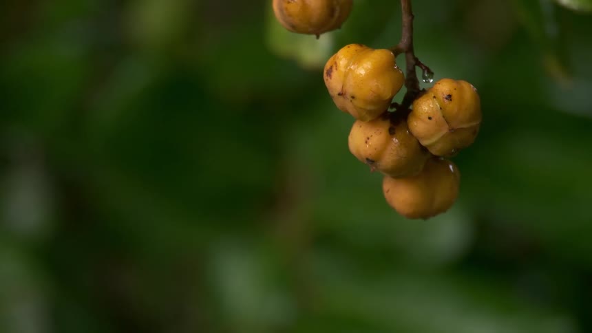 Small fruits swaying on the tree while it rains