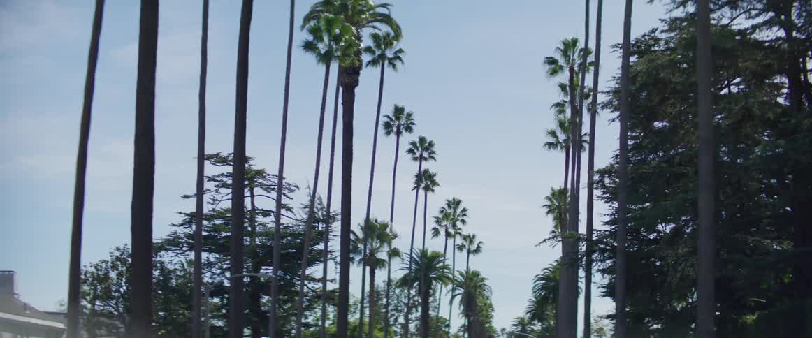 Moving down a street lined with palm trees