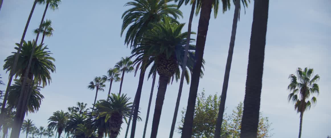 Moving down a neighborhood street lined with palm trees