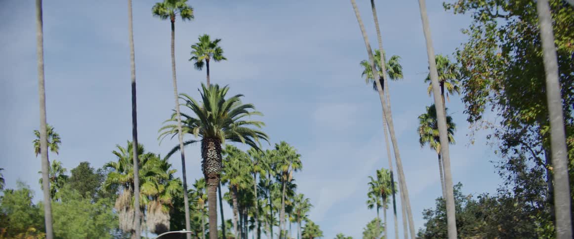 Moving down a street lined with palm trees
