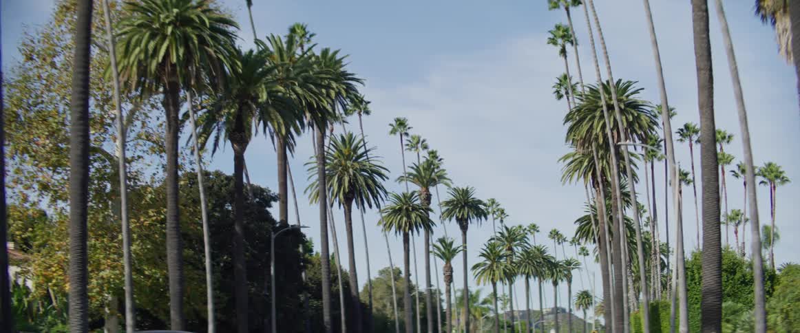 Cars drive past the palm trees