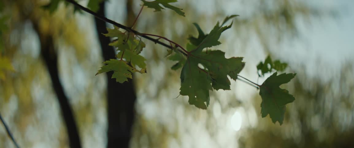 Leaves on a branch move in the breeze among trees in fall colors